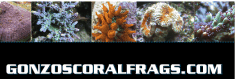 Gonzos Coral Frags