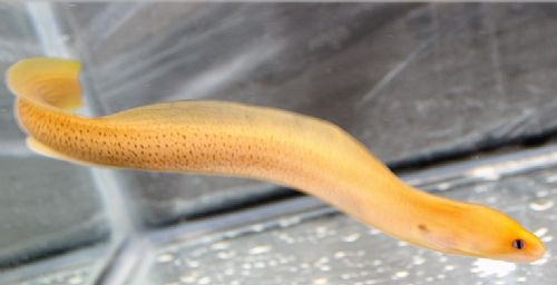 golden dwarf moray eel wmas message board
