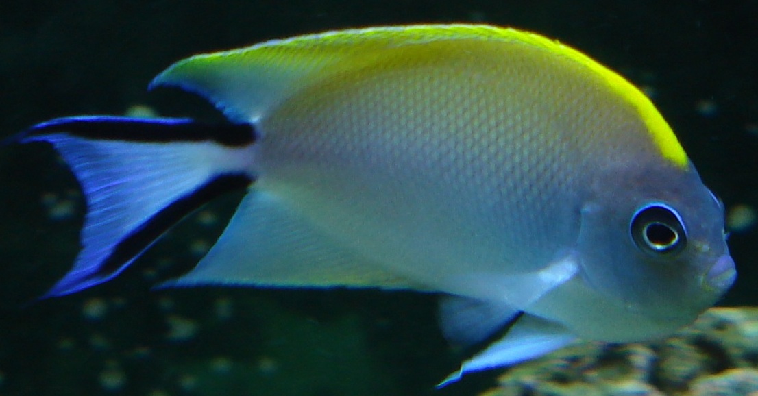 Dragonet+fish+for+sale
