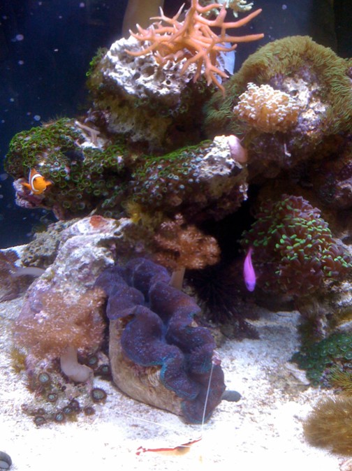 clam help pics pinched