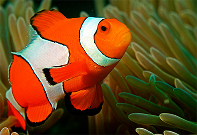 exclusive shipment of clownfish