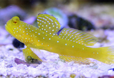 new shipment of saltwater