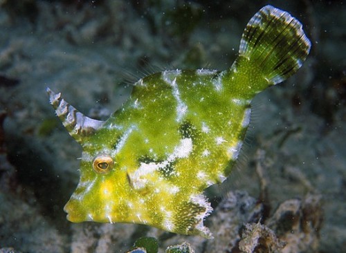new shipment of saltwater