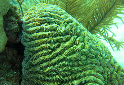 new live coral shipment