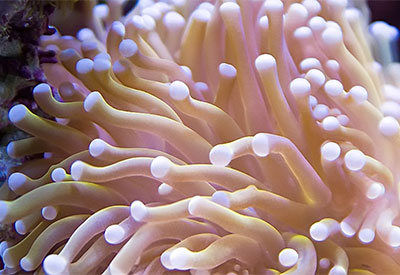 new live coral shipment