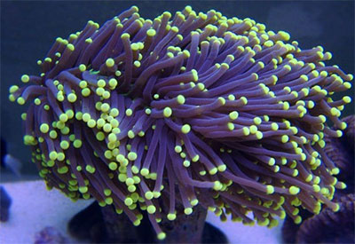 new live coral shipment