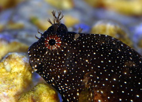 new livestock and coral