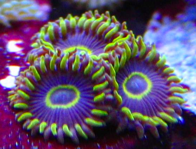 purple-hornet11.jpg