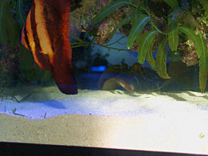 20g sump plans complete