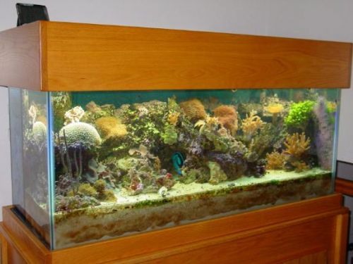 sandless refugium wmas message
