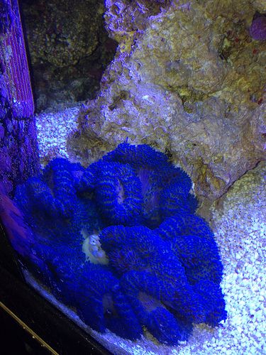 blue carpet anemone 