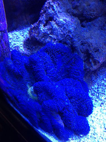 blue carpet anemone-20K-Radions 