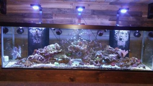 125 gallon reef aquarium fs wmas message board