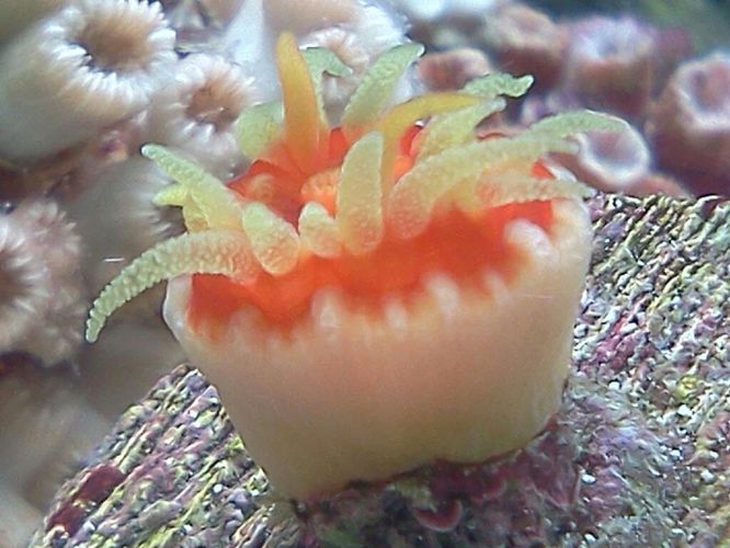 dendro after eating