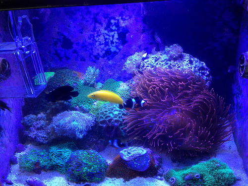 marine aquarium RSM130D reef 