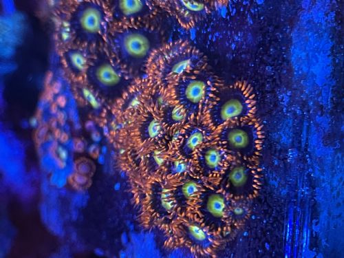 Coral