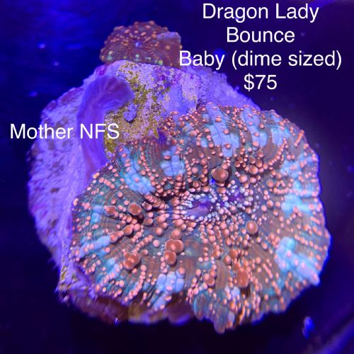 Master Scoly, Nice Mushrooms, Zoas, and acan - WMAS