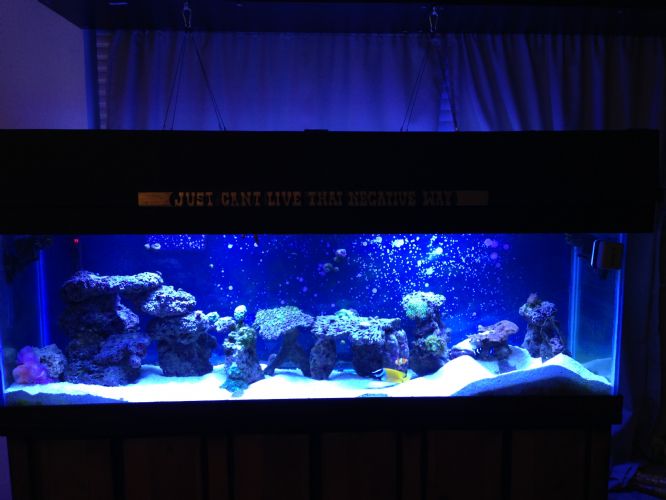 The whole tank. 125 gallons