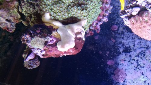 Cyano on live rock. Cyano on live rock.