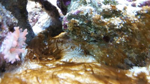 stringy algae in reef tank