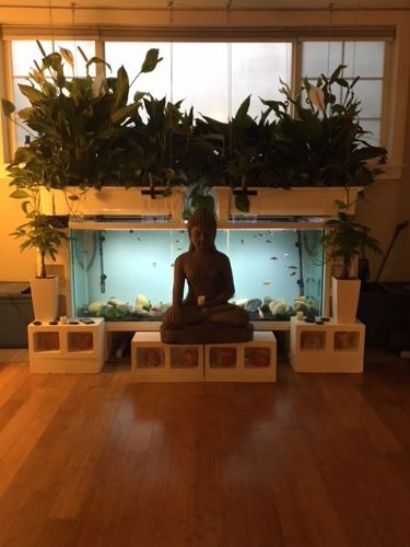 Zen Buddha Goldfish Aquarium